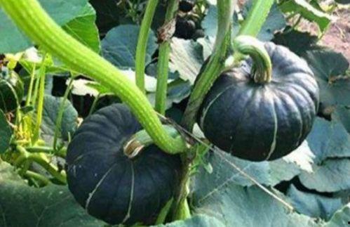 网红陈妮妮吃瓜图片,网红美食生活大揭秘  第3张